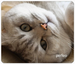 Perfeo Коврик для компьютерной мыши "Cat", Рис.13 (240*200*2 мм), ткань+резиновое основание