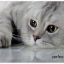 Perfeo Коврик для компьютерной мыши "Cat", Рис.22 (180*220*2 мм), ткань+резиновое основание
