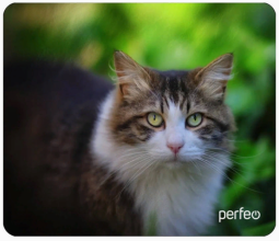 Perfeo Коврик для компьютерной мыши "Cat", Рис.24 (180*220*2 мм), ткань+резиновое основание