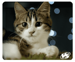 VS Коврик для компьютерной мыши "Cat", Рис.7 (194*233*3 мм), полипропилен+вспененный пластик